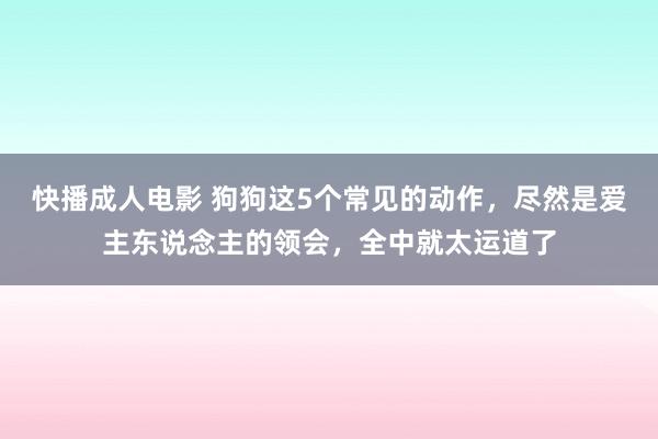 快播成人电影 狗狗这5个常见的动作，尽然是爱主东说念主的领会，全中就太运道了