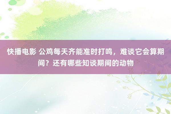 快播电影 公鸡每天齐能准时打鸣，难谈它会算期间？还有哪些知谈期间的动物